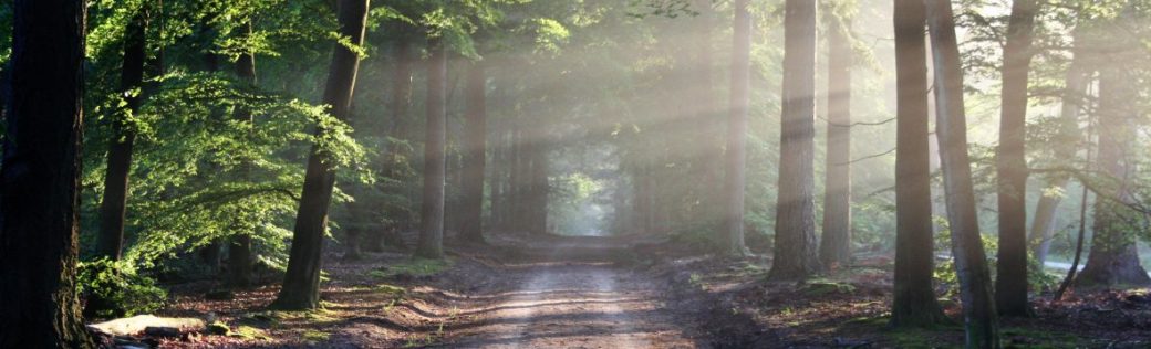 cropped-road-sun-rays-path.jpg